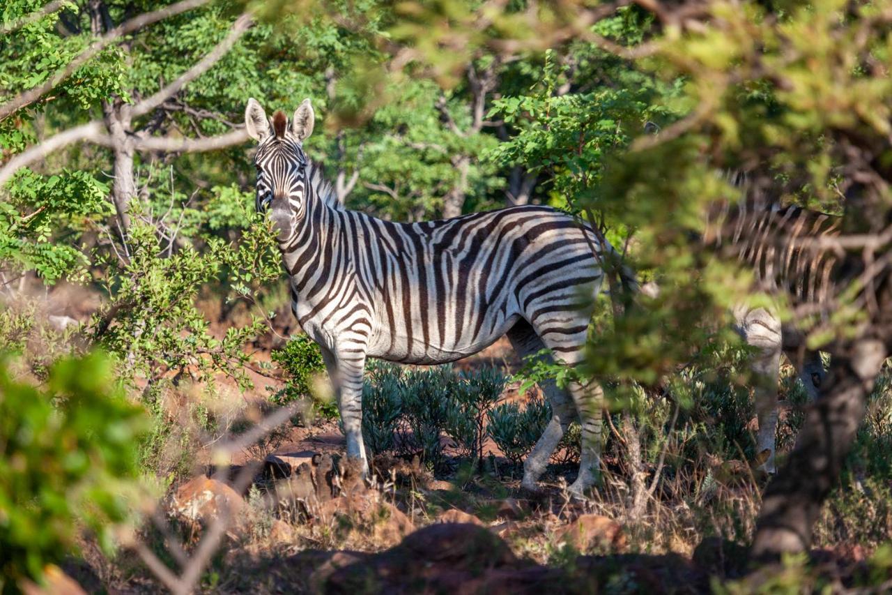 Lejwe La Metsi Private Reserve Bela-Bela Exterior foto